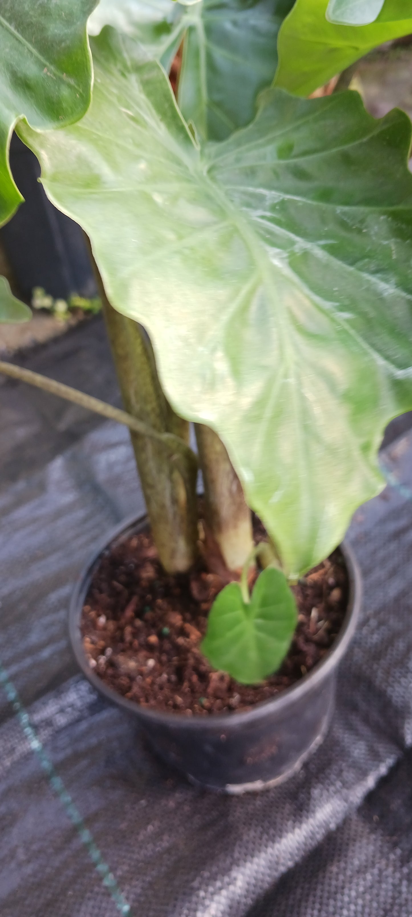 Alocasia Low Rider Elephant Ear Tropical Plant