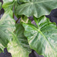 Alocasia Low Rider Elephant Ear Tropical Plant