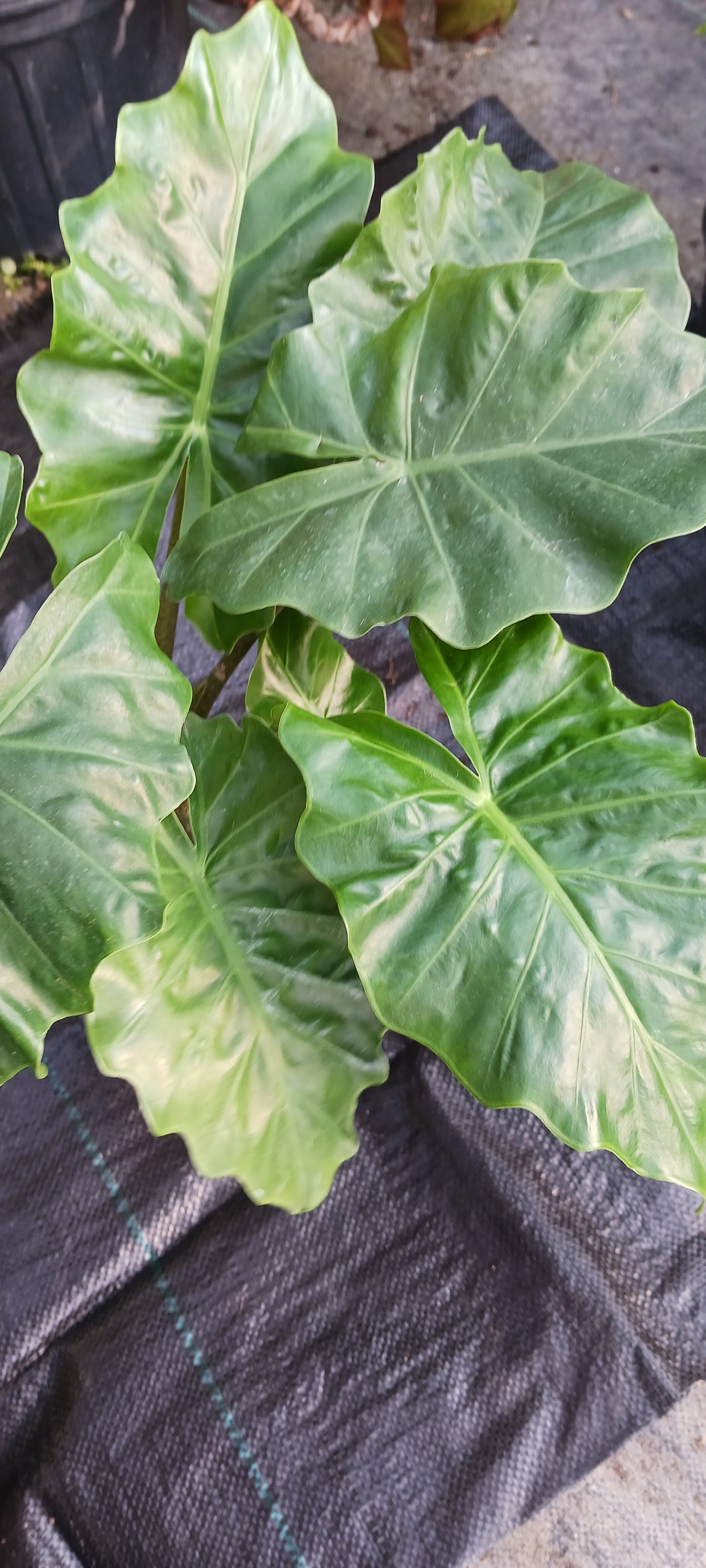 Alocasia Low Rider Elephant Ear Tropical Plant