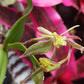Orchid Cattleya Epi magnoliae Florida Native Green Fly Orchid Mad Happenings Tropical Plant