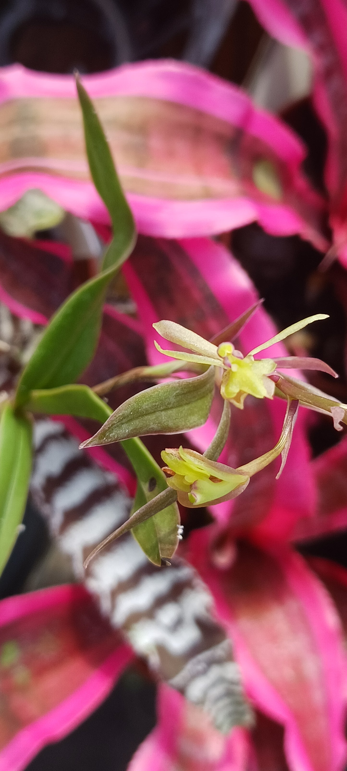 Orchid Cattleya Epi magnoliae Florida Native Green Fly Orchid Mad Happenings Tropical Plant