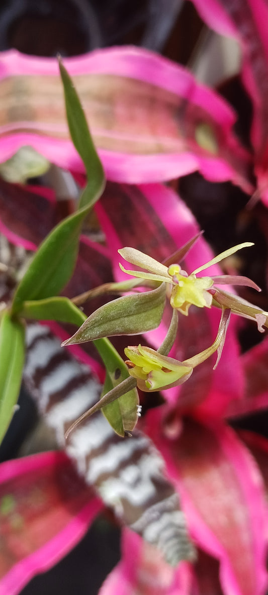 Orchid Cattleya Epi magnoliae Florida Native Green Fly Orchid Mad Happenings Tropical Plant