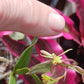 Orchid Cattleya Epi magnoliae Florida Native Green Fly Orchid Mad Happenings Tropical Plant