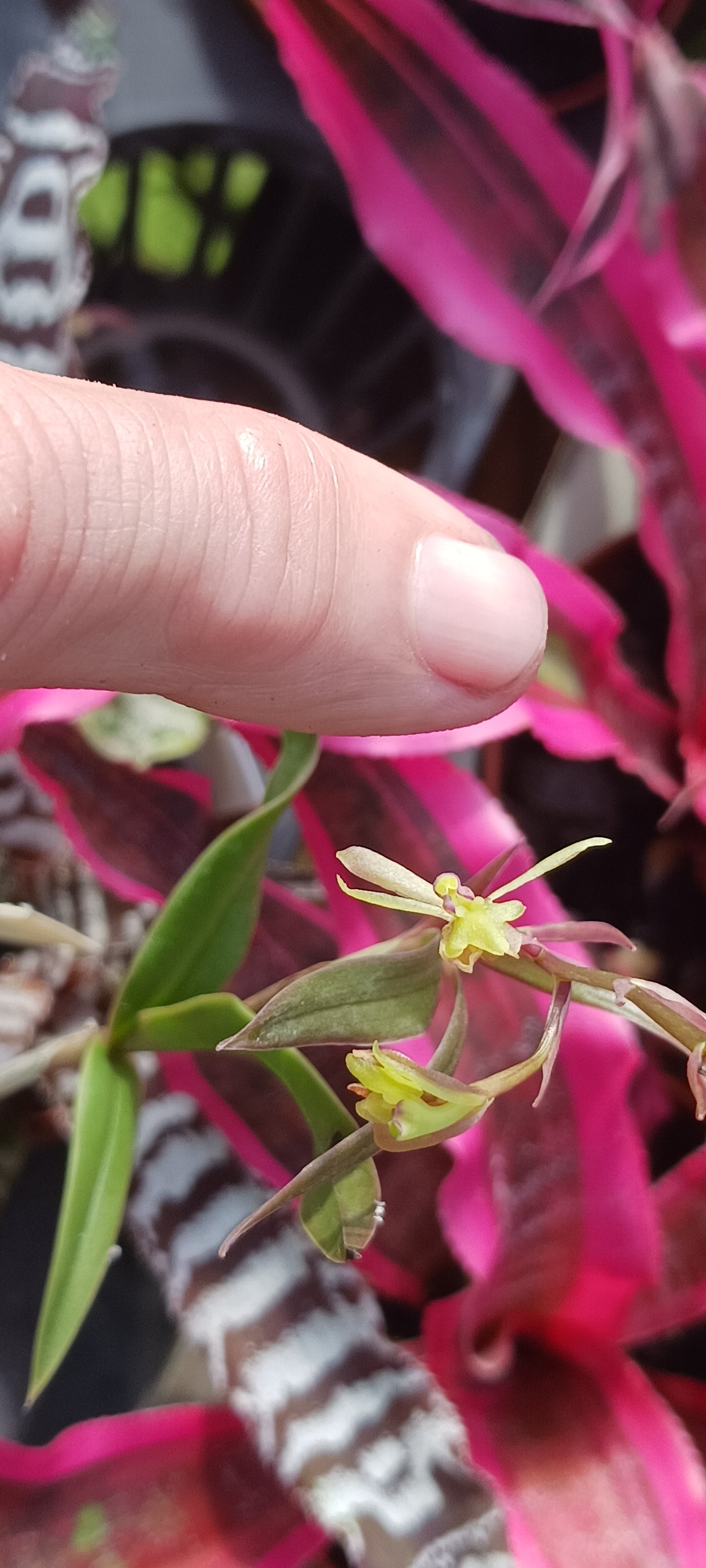 Orchid Cattleya Epi magnoliae Florida Native Green Fly Orchid Mad Happenings Tropical Plant