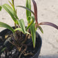 Orchid Cattleya Epi magnoliae Florida Native Green Fly Orchid Mad Happenings Tropical Plant