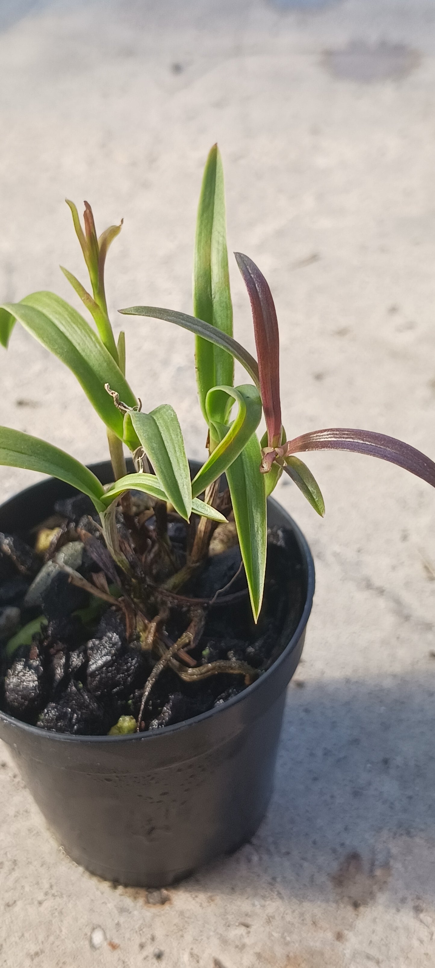 Orchid Cattleya Epi magnoliae Florida Native Green Fly Orchid Mad Happenings Tropical Plant