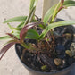 Orchid Cattleya Epi magnoliae Florida Native Green Fly Orchid Mad Happenings Tropical Plant