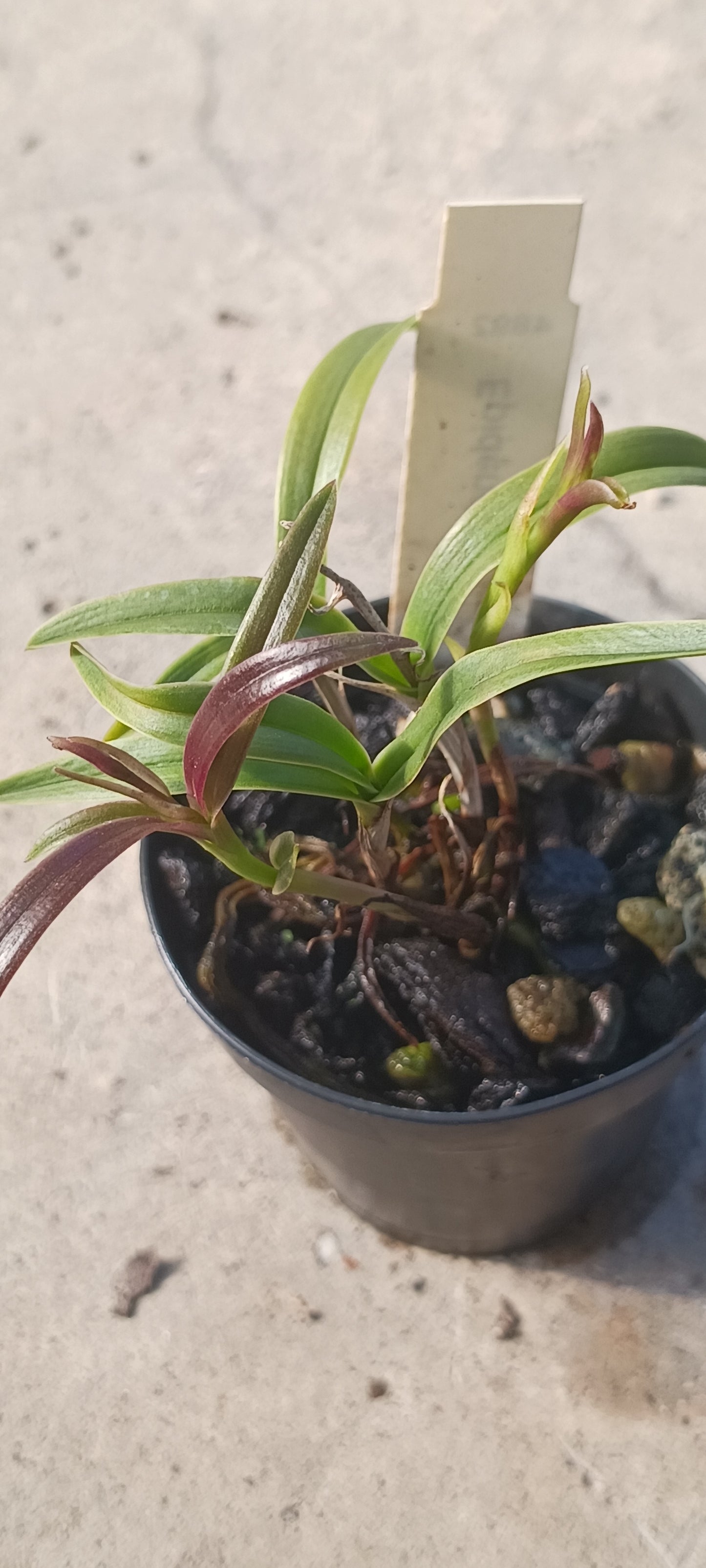 Orchid Cattleya Epi magnoliae Florida Native Green Fly Orchid Mad Happenings Tropical Plant