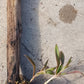 Orchid Cattleya Epi magnoliae Florida Native Green Fly Orchid Mad Happenings Tropical Plant