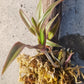 Orchid Cattleya Epi magnoliae Florida Native Green Fly Orchid Mad Happenings Tropical Plant