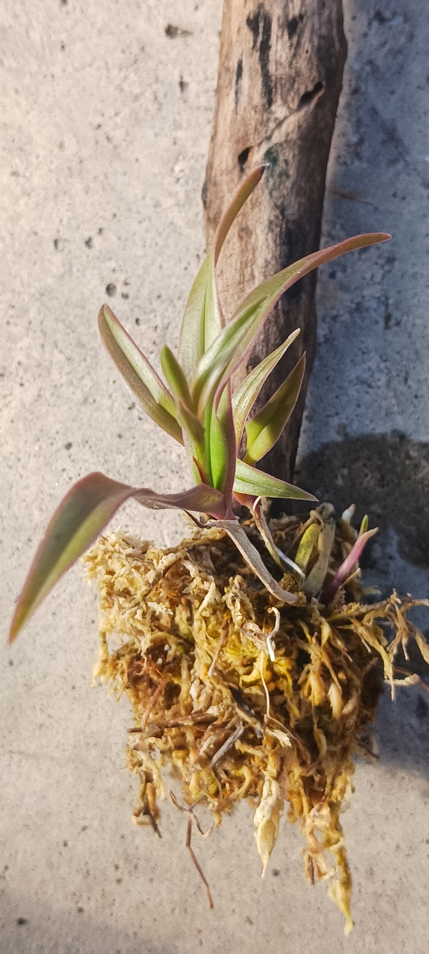 Orchid Cattleya Epi magnoliae Florida Native Green Fly Orchid Mad Happenings Tropical Plant