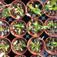 Orchid Cattleya Epi magnoliae Florida Native Green Fly Orchid Mad Happenings Tropical Plant