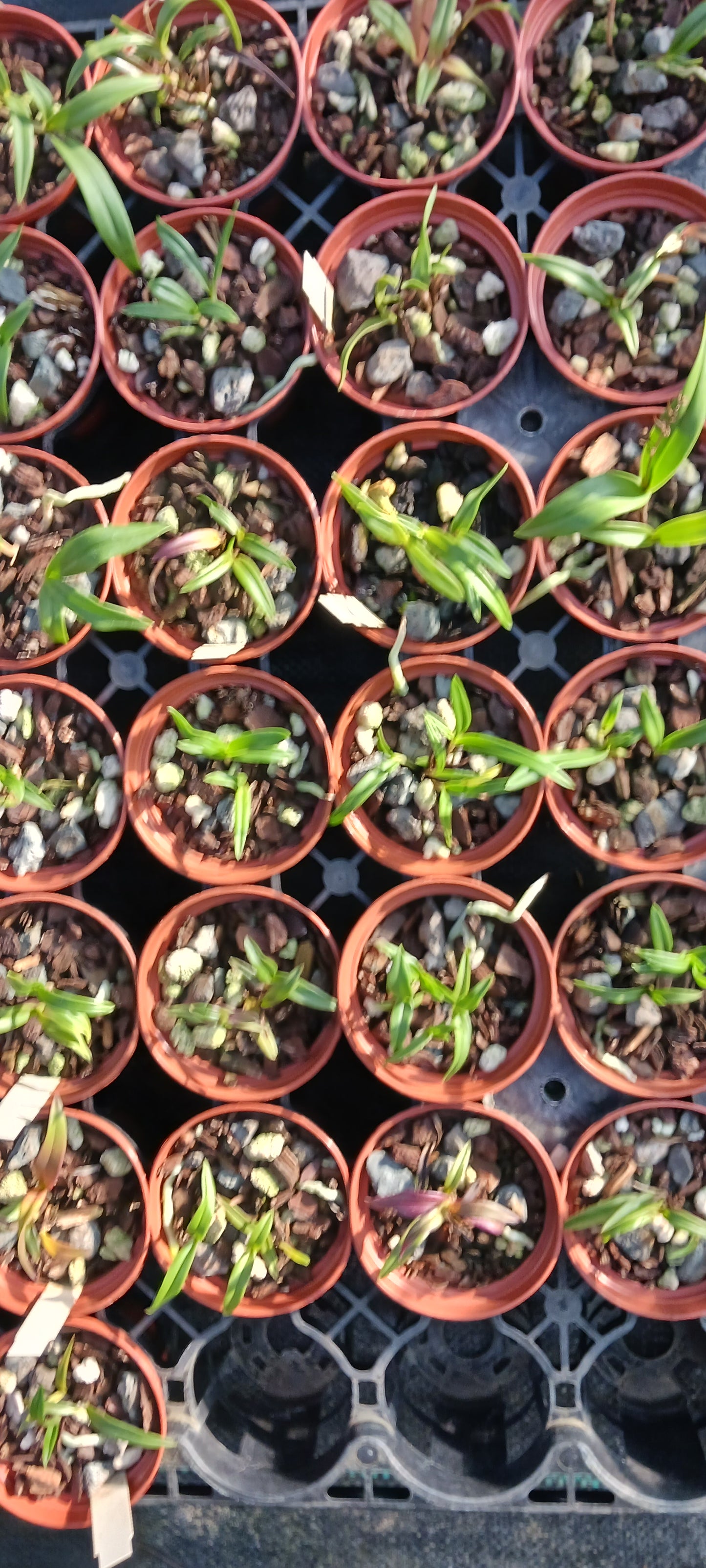 Orchid Cattleya Epi magnoliae Florida Native Green Fly Orchid Mad Happenings Tropical Plant