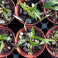 Orchid Cattleya Epi magnoliae Florida Native Green Fly Orchid Mad Happenings Tropical Plant