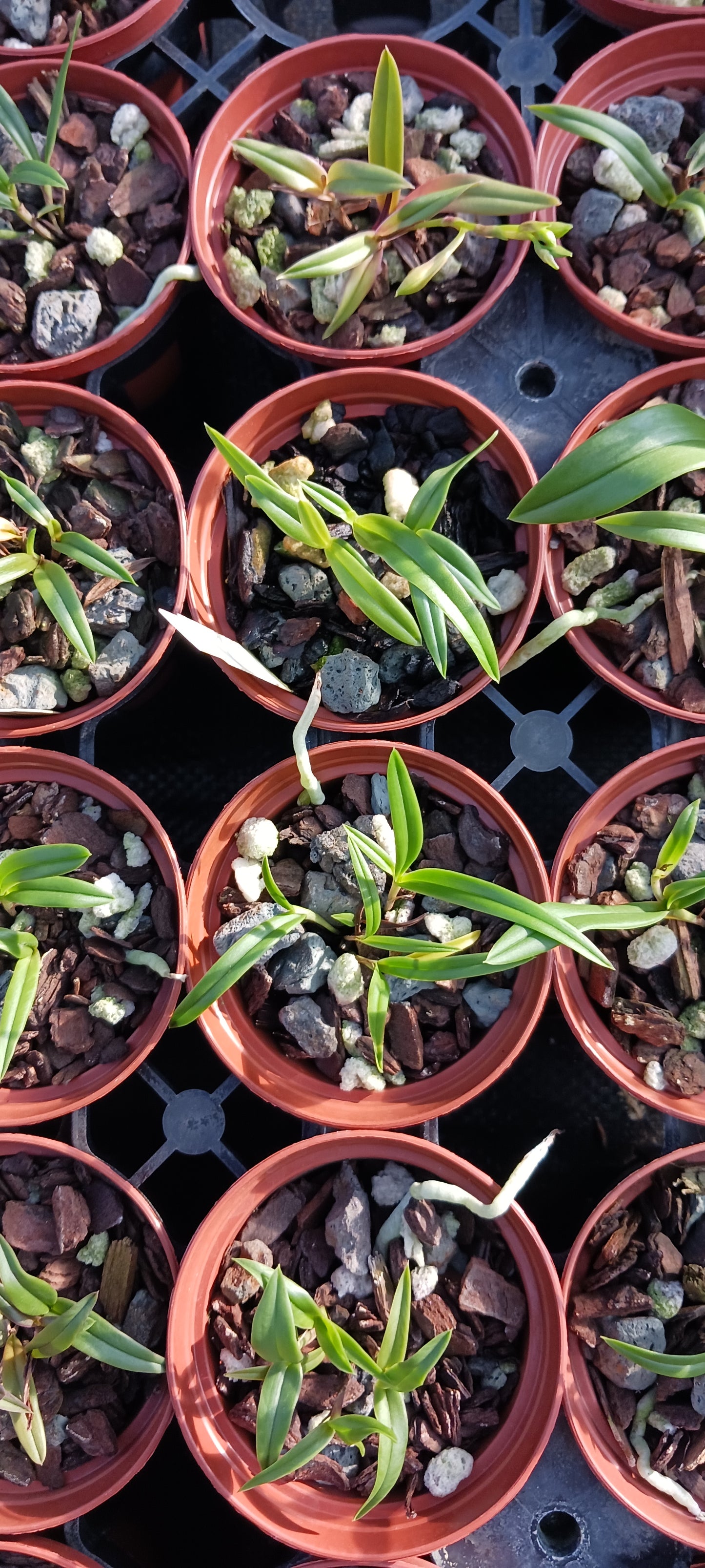 Orchid Cattleya Epi magnoliae Florida Native Green Fly Orchid Mad Happenings Tropical Plant