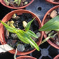 Orchid Cattleya Epi magnoliae Florida Native Green Fly Orchid Mad Happenings Tropical Plant