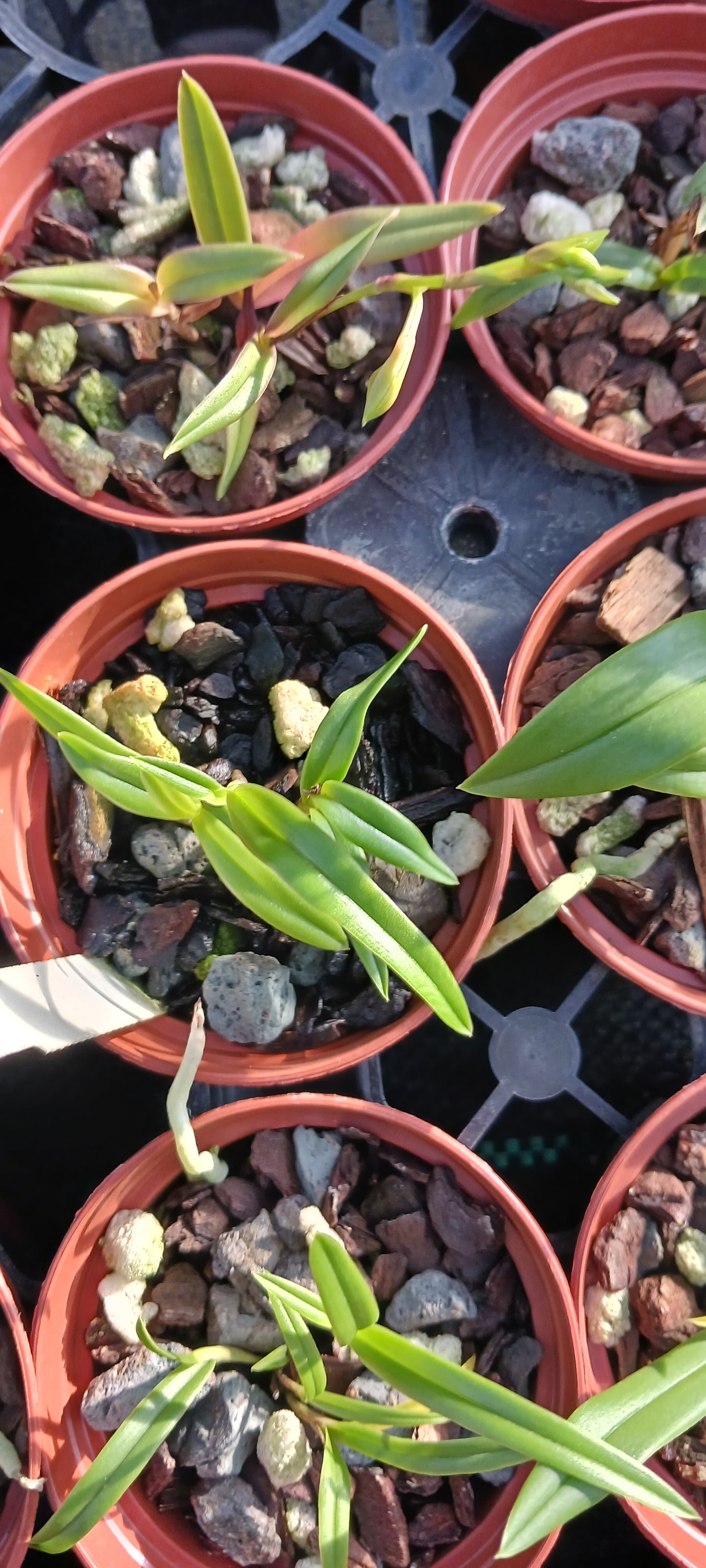 Orchid Cattleya Epi magnoliae Florida Native Green Fly Orchid Mad Happenings Tropical Plant