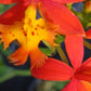 Orchid Epidendrum radicans Tropical Plant rooted divisions