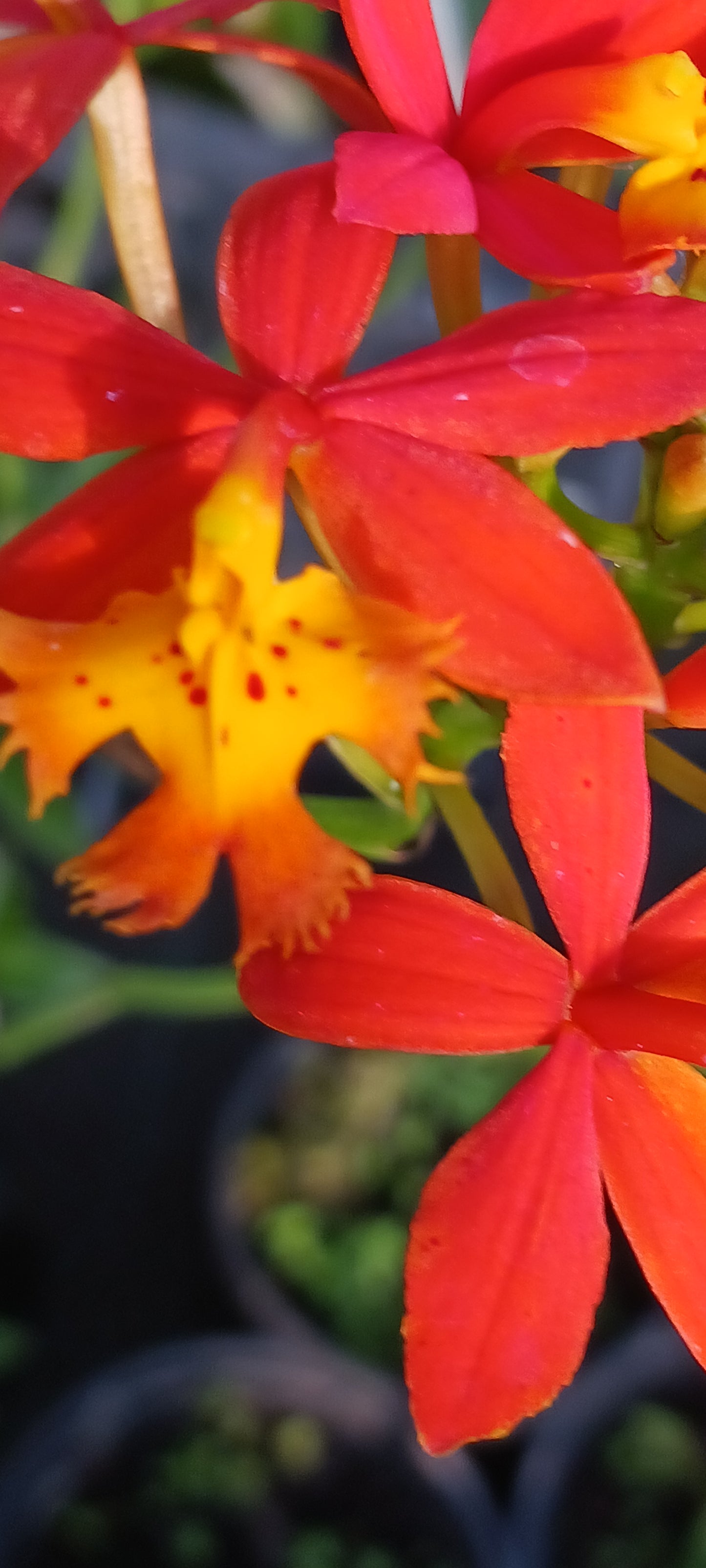 Orchid Epidendrum radicans Tropical Plant rooted divisions
