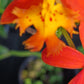 Orchid Epidendrum radicans Tropical Plant rooted divisions