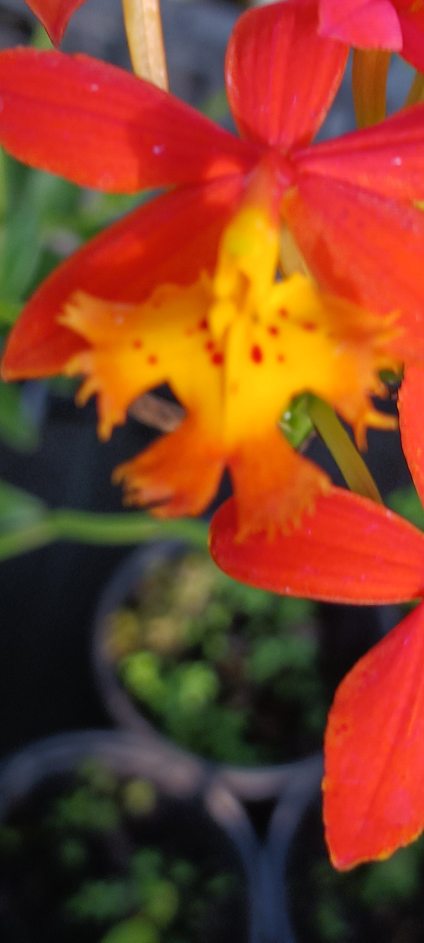 Orchid Epidendrum radicans Tropical Plant rooted divisions