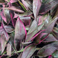Ti Plant Cordyline fruticosa Golden Edge Red Sister