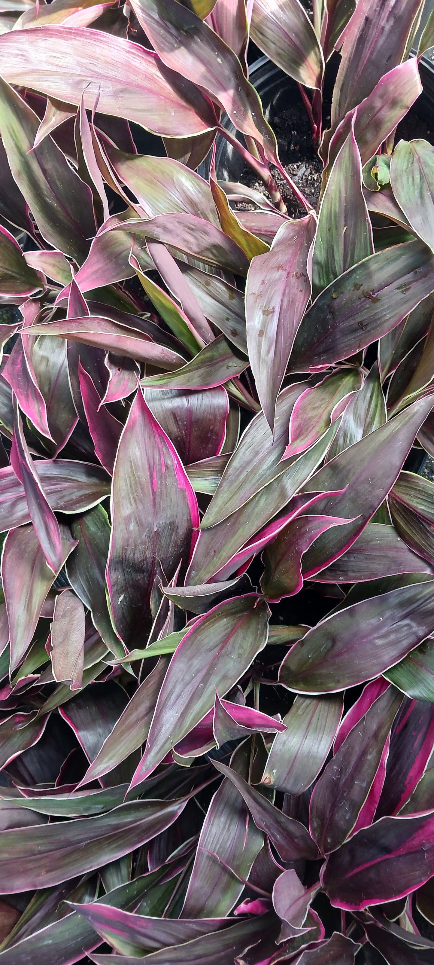 Ti Plant Cordyline fruticosa Golden Edge Red Sister