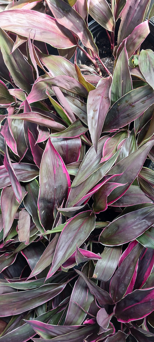 Ti Plant Cordyline fruticosa Golden Edge Red Sister