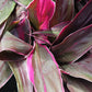 Ti Plant Cordyline fruticosa Golden Edge Red Sister