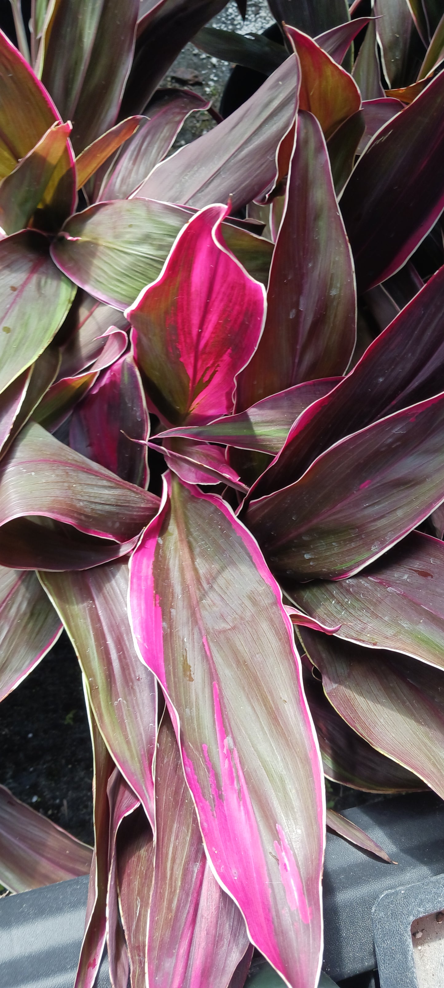 Ti Plant Cordyline fruticosa Golden Edge Red Sister