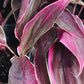 Ti Plant Cordyline fruticosa Golden Edge Red Sister