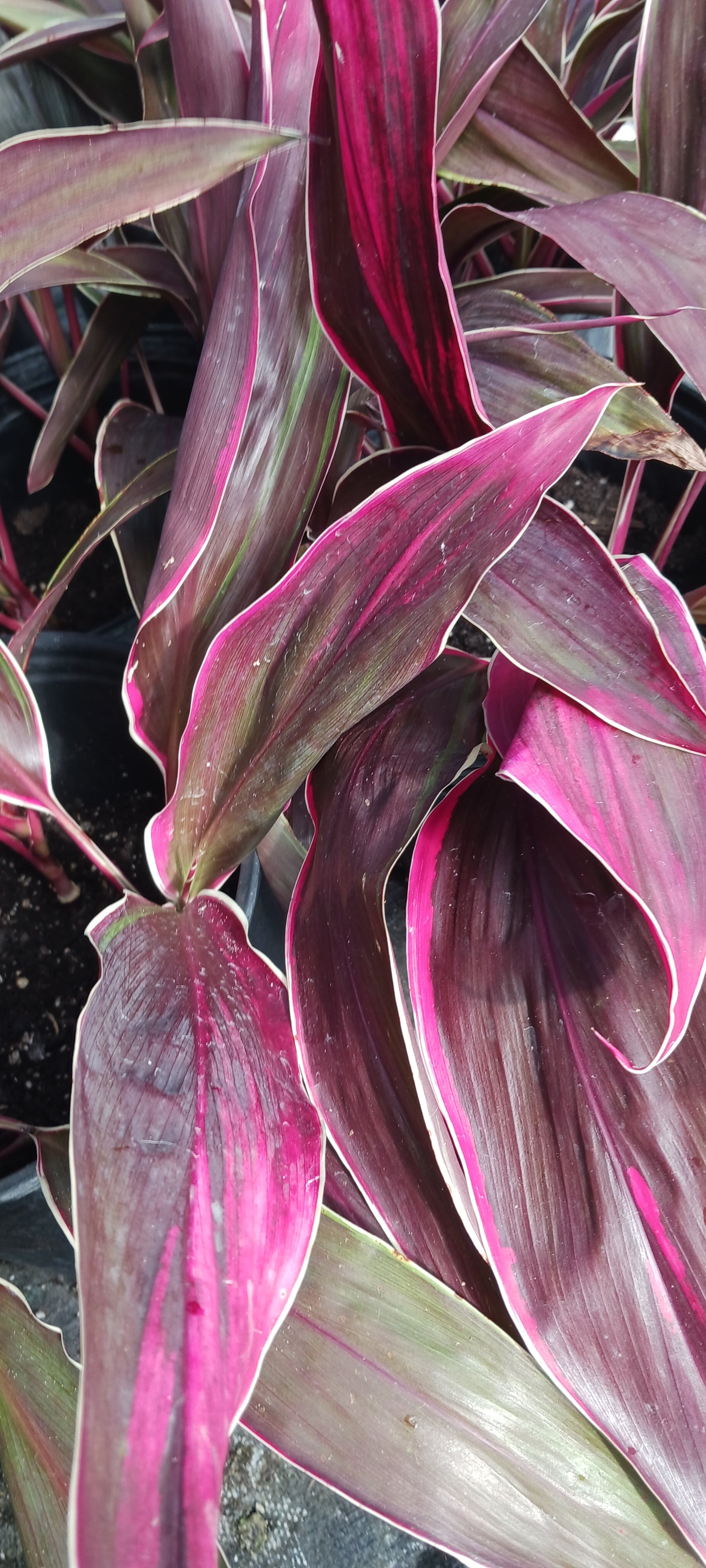 Ti Plant Cordyline fruticosa Golden Edge Red Sister