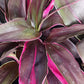 Ti Plant Cordyline fruticosa Golden Edge Red Sister