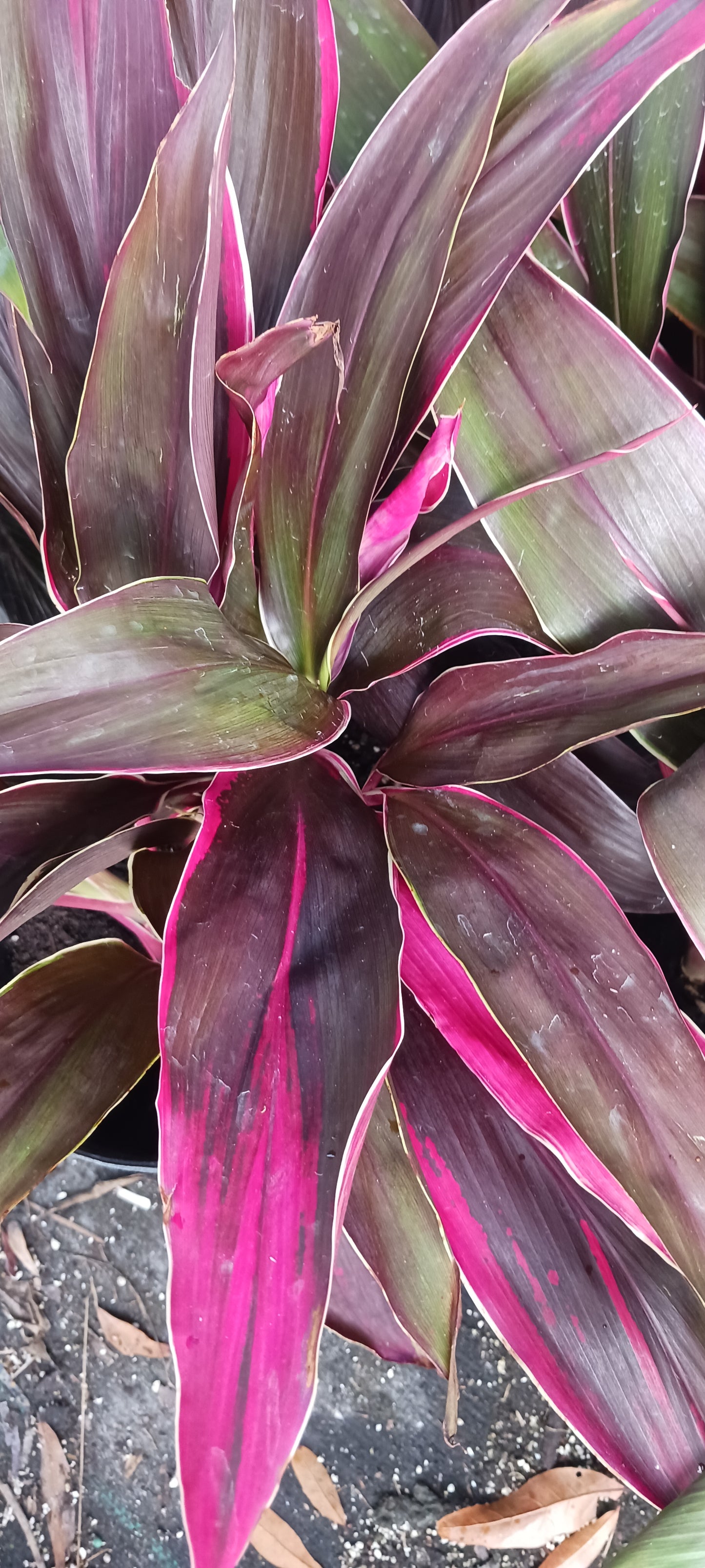 Ti Plant Cordyline fruticosa Golden Edge Red Sister