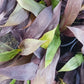 Ti Plant Cordyline fruticosa Black Magic
