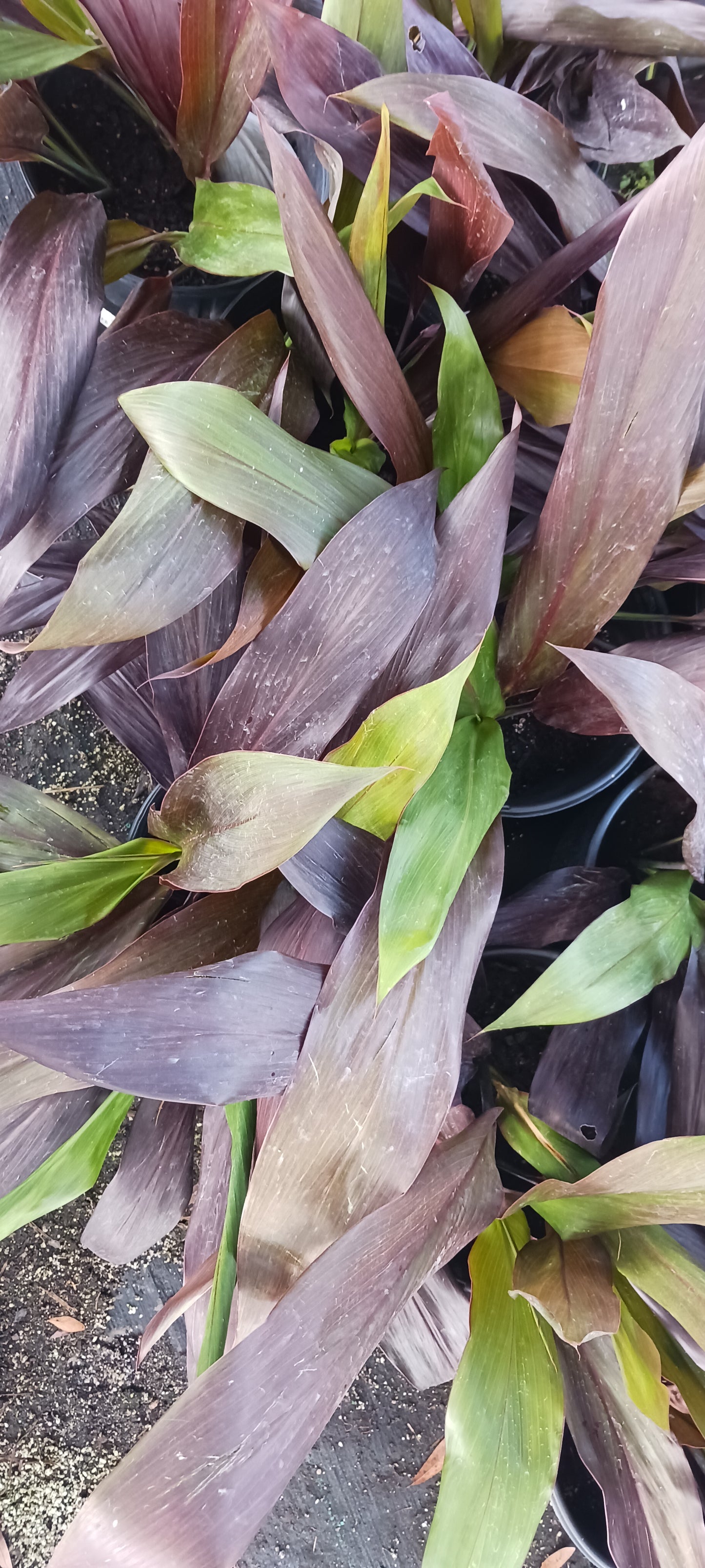 Ti Plant Cordyline fruticosa Black Magic
