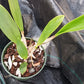 Cattleya Brassavola C Small World x Sun Spots in 4 inch pot