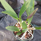 Cattleya Brassavola C Small World x Sun Spots in 4 inch pot