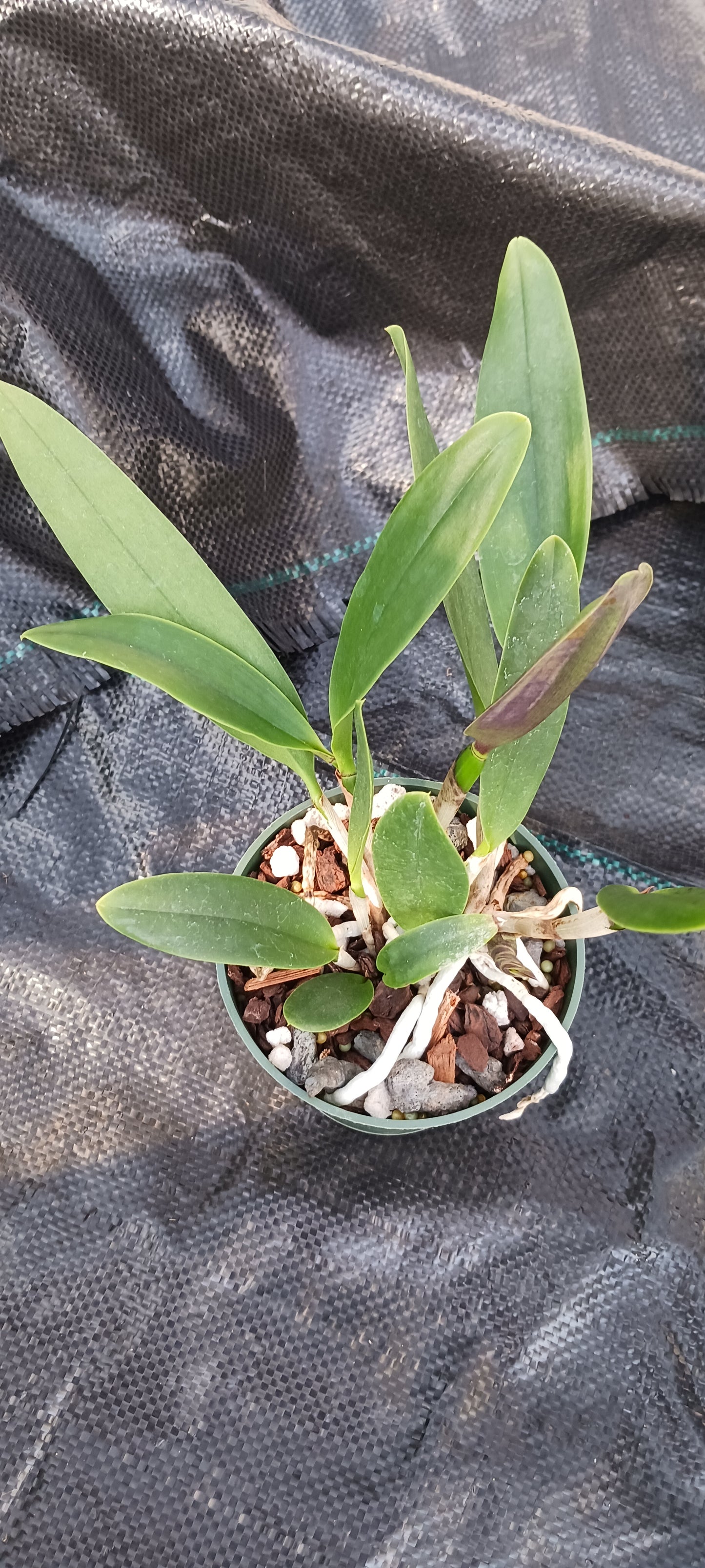 Cattleya Brassavola C Small World x Sun Spots in 4 inch pot
