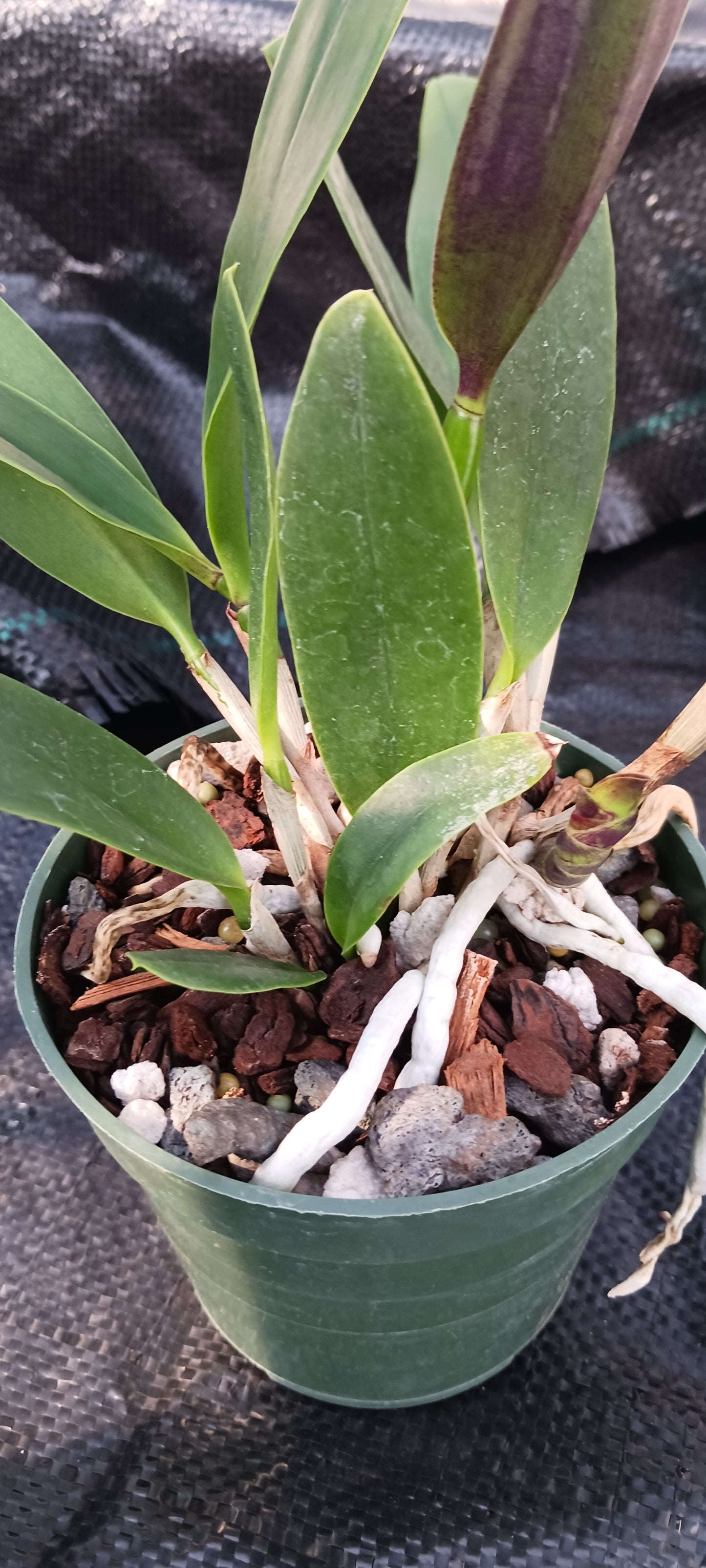 Cattleya Brassavola C Small World x Sun Spots in 4 inch pot