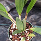 Cattleya Brassavola C Small World x Sun Spots in 4 inch pot