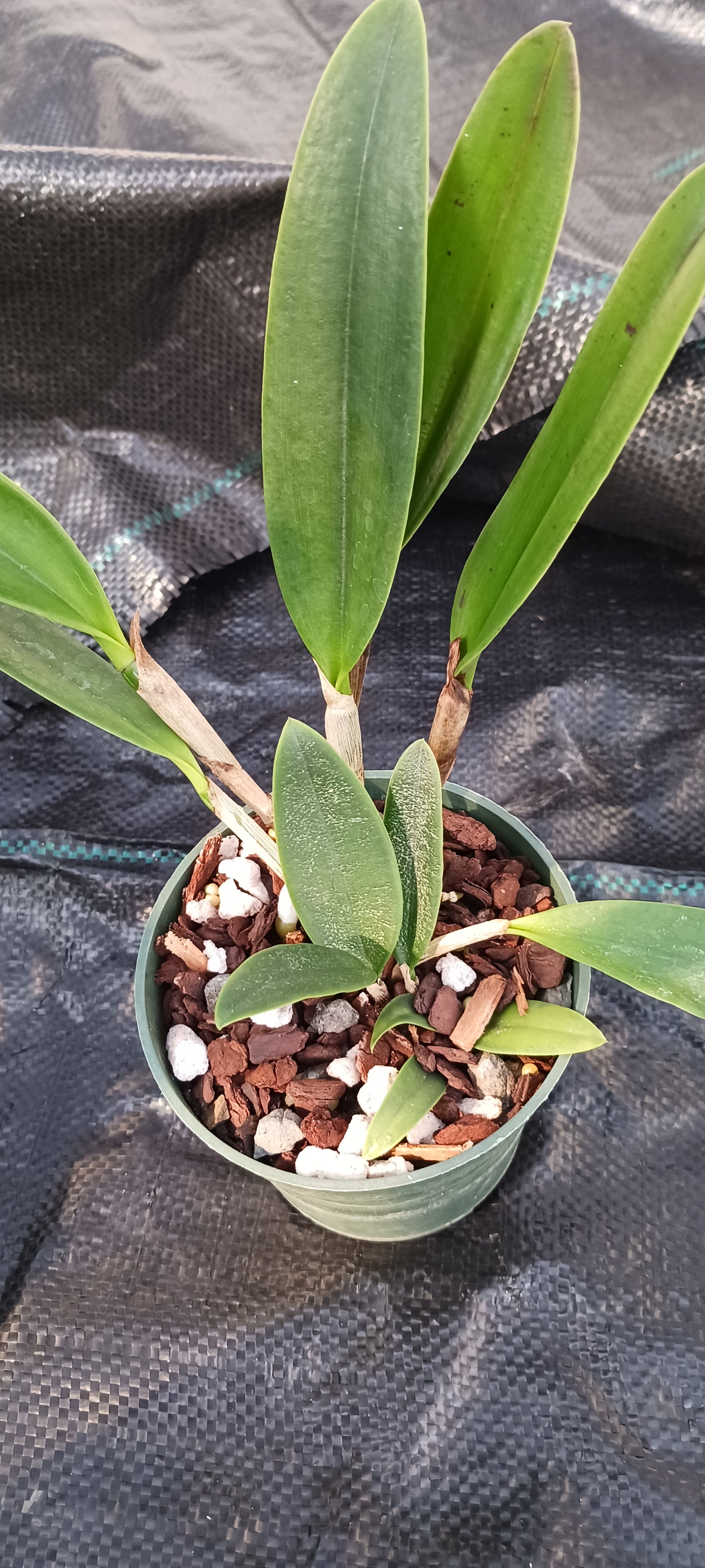 Cattleya Brassavola C Small World x Sun Spots in 4 inch pot