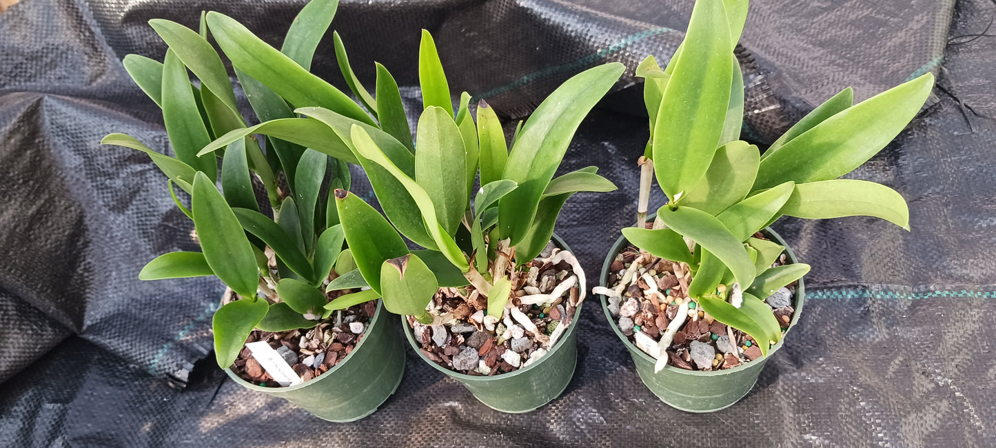 Cattleya Brassavola C Small World x Sun Spots in 4 inch pot