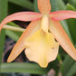 Orchids at Wholesale Price 4, 10, 15, 25 count pack Various Cattleya Alliance in 4 inch pot