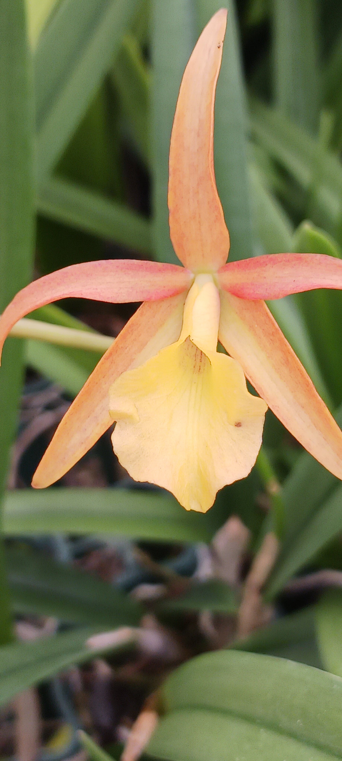 Orchids at Wholesale Price 4, 10, 15, 25 count pack Various Cattleya Alliance in 4 inch pot