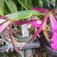 Cattleya Ctt Sagarik Wax x B nodosa in 4 inch pot