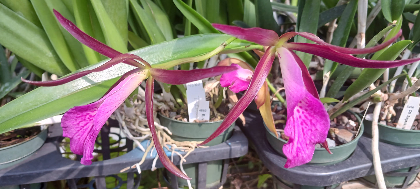 Cattleya Ctt Sagarik Wax x B nodosa in 4 inch pot