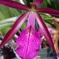 Cattleya Ctt Sagarik Wax x B nodosa in 4 inch pot