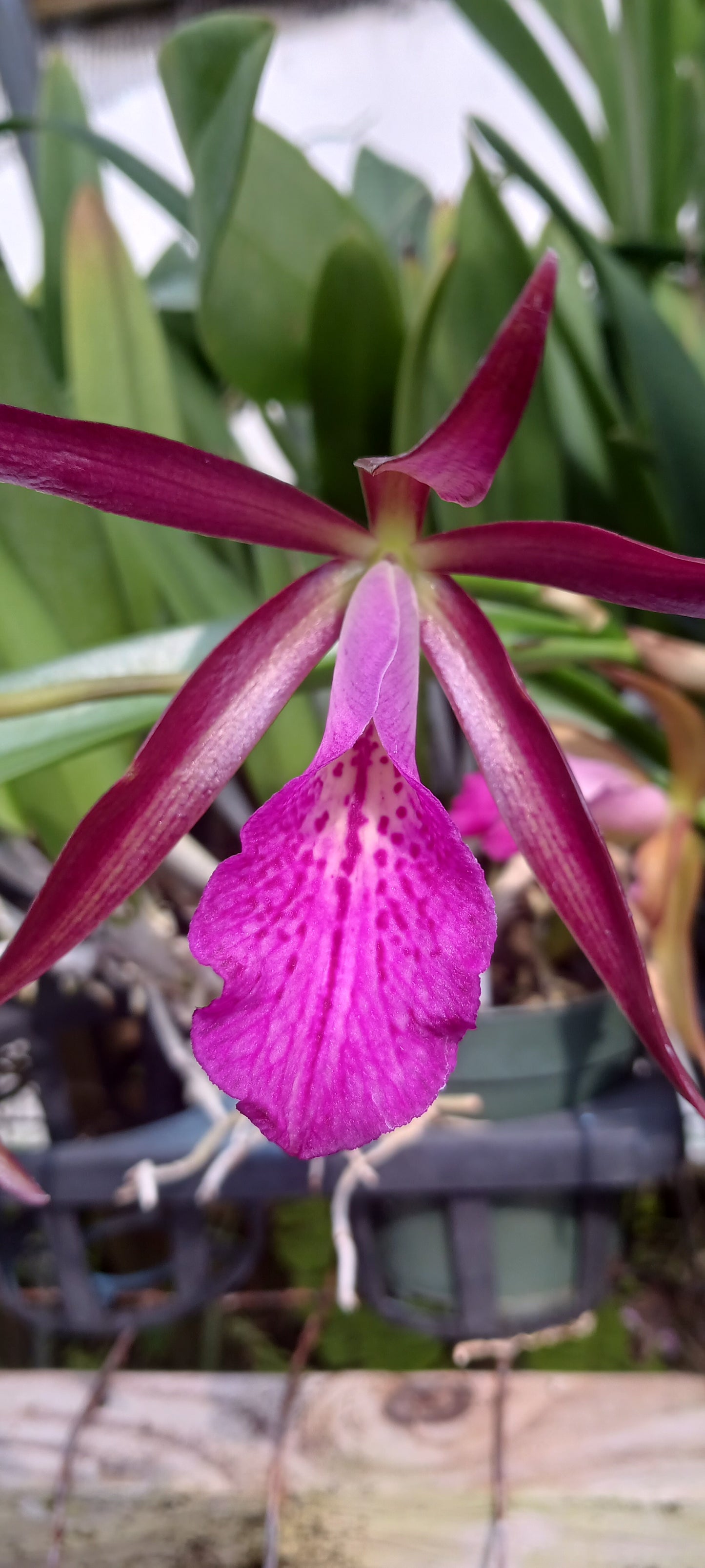 Cattleya Ctt Sagarik Wax x B nodosa in 4 inch pot