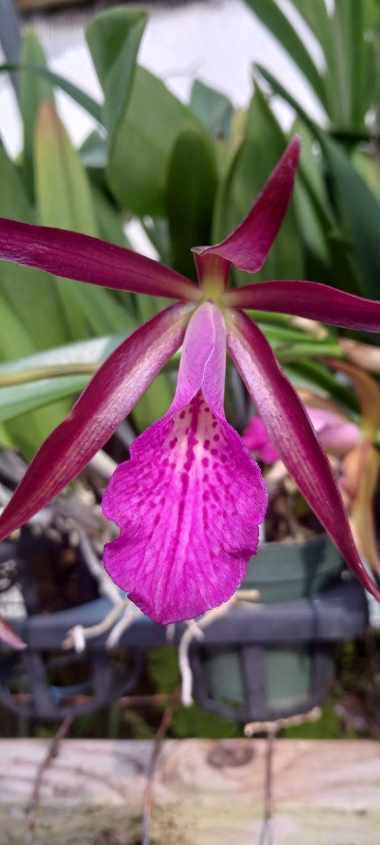 Cattleya Ctt Sagarik Wax x B nodosa in 4 inch pot